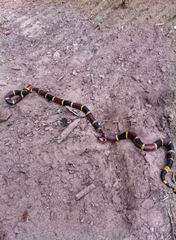 Micrurus tener tener