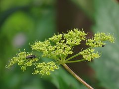 Peucedanum verticillare
