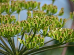 Peucedanum verticillare