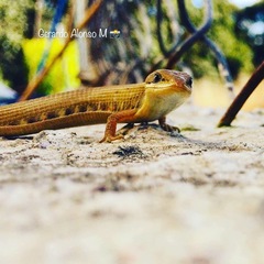 Gerrhonotus liocephalus