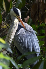 Ardea cinerea