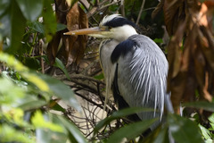 Ardea cinerea