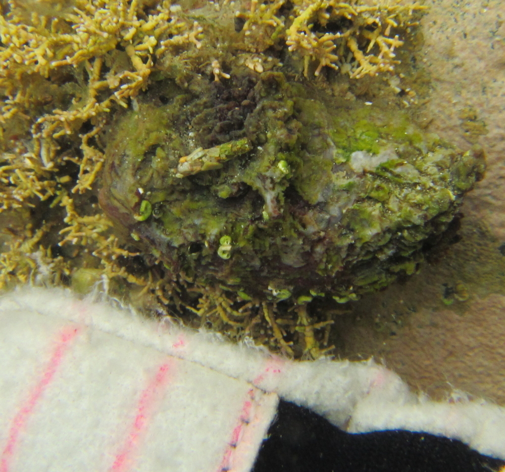 Microcosmus australis