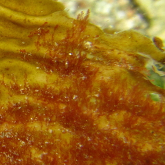 Dasyclonium