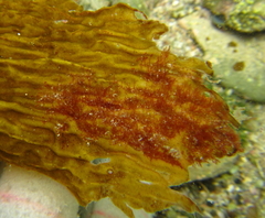 Dasyclonium
