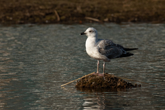 Larus argentatus