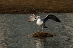 Larus argentatus