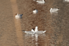 Chroicocephalus ridibundus