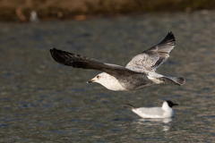 Larus argentatus
