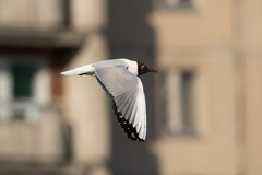 Chroicocephalus ridibundus