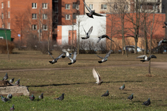 Columba livia domestica