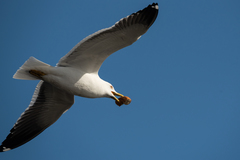 Larus fuscus fuscus