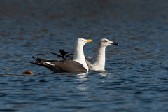 Larus fuscus fuscus