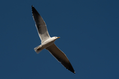 Larus fuscus fuscus
