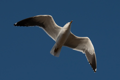 Larus fuscus fuscus