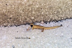 Gerrhonotus liocephalus