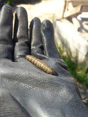 Pterygota