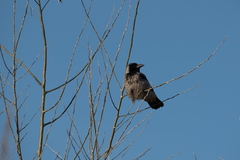 Corvus cornix