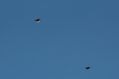Columba livia domestica