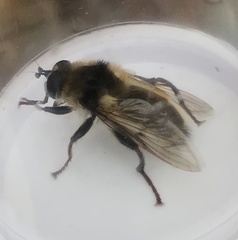 Criorhina