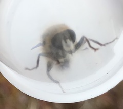 Criorhina