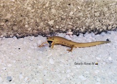 Gerrhonotus liocephalus