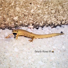 Gerrhonotus liocephalus