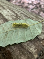 Lophocampa argentata