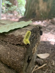 Lophocampa argentata