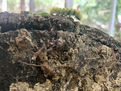 Lophocampa argentata