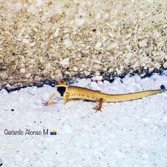 Gerrhonotus liocephalus