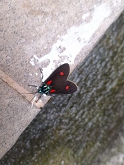 Cyanopepla fulgens
