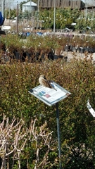 Passer domesticus