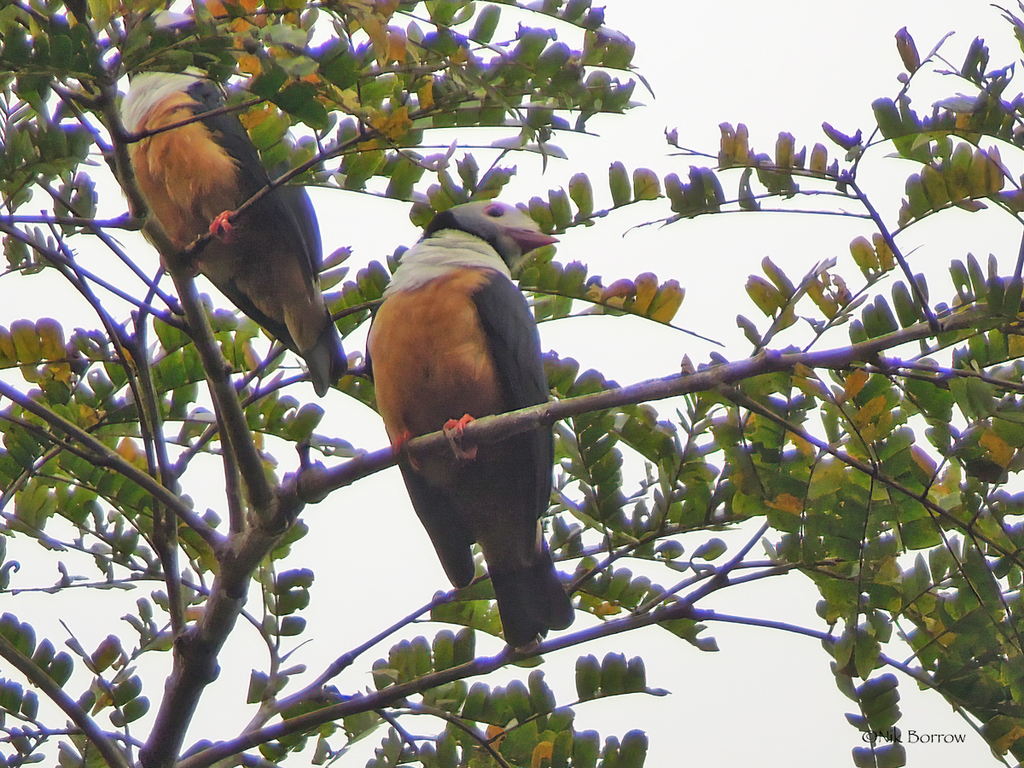Rufous-Bellied Helmetshrike