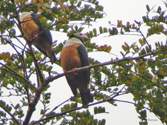 Prionops rufiventris