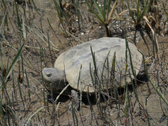 Malaclemys terrapin