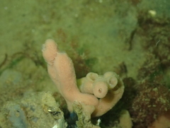 Haliclona xena