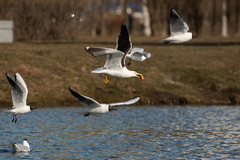Larus fuscus fuscus