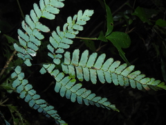 Adiantum glaucescens