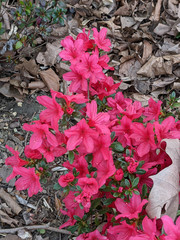 Rhododendron japonicum