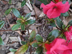 Rhododendron japonicum