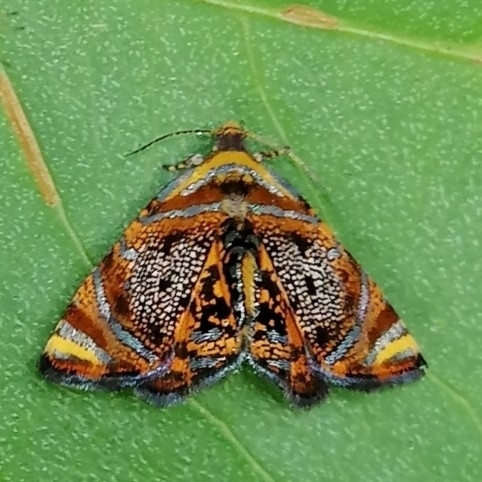 Mictopsichia gemmisparsana