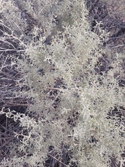 Atriplex lampa