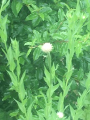 Plectocephalus americanus