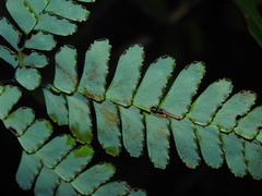 Adiantum glaucescens