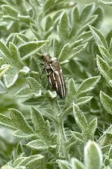 Agrilus cochisei