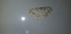 Charissa subtaurica