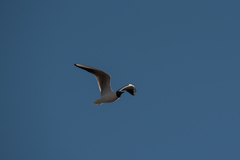 Chroicocephalus ridibundus