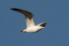Larus argentatus