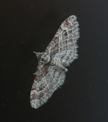 Gymnoscelis rufifasciata